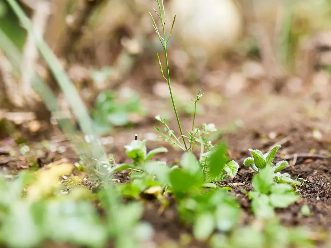 Zarte grüne Triebe kämpfen um Licht im Garten. Dieses Unkraut im Garten zeigt die Widerstandsfähigkeit der Natur.