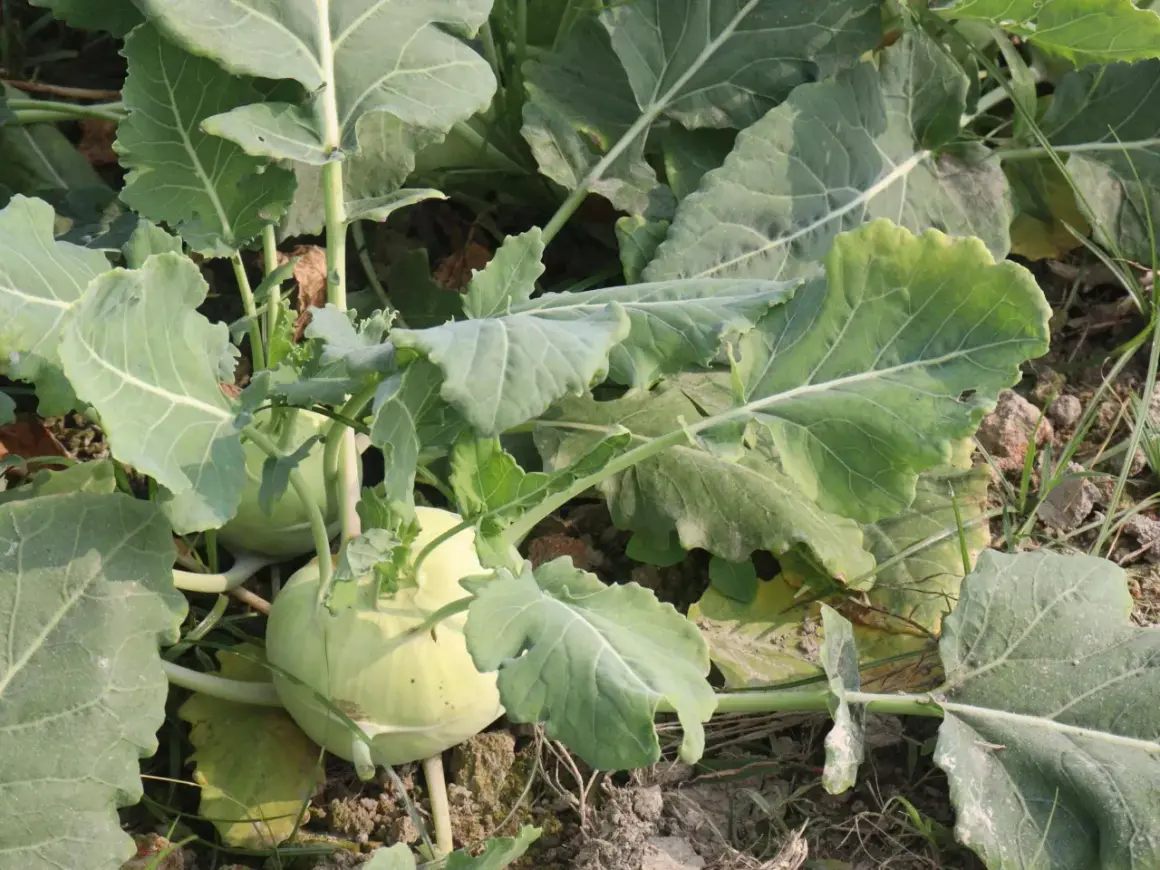 Nahaufnahme von zwei hellgrünen Kohlrabi-Pflanzen, die im Boden wachsen, umgeben von großen, grünen Blättern.