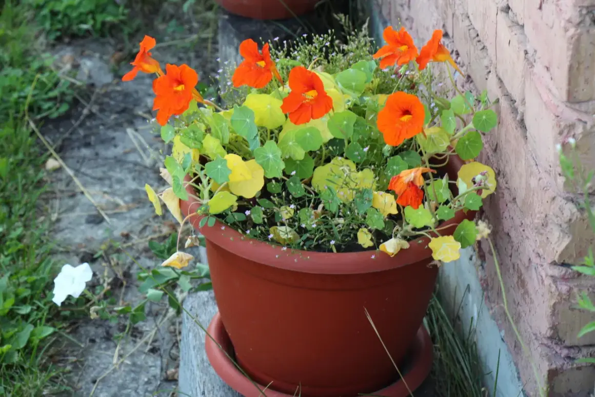 Grosse Kapuzinerkresse in einem braunen Topf, leuchtend orange Blüten und grüne Blätter, neben einer Ziegelwand.