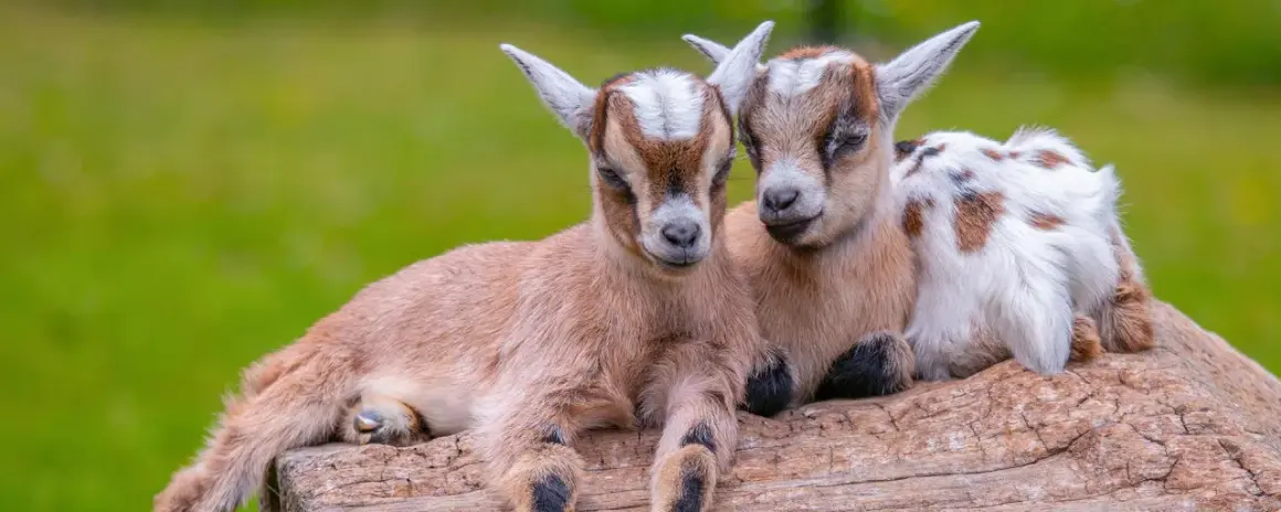 Zwei niedliche Zwergziegen-Babys kuscheln auf einem Baumstamm. Sie sind ein süßes Haustier-Duo, das die Sonne genießt.