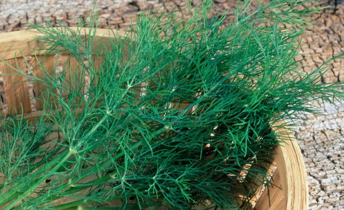 Frischer Dill in einem Holzkörbchen. So schneidet man Dill: die feinen grünen Zweige sind bereit für die Küche.