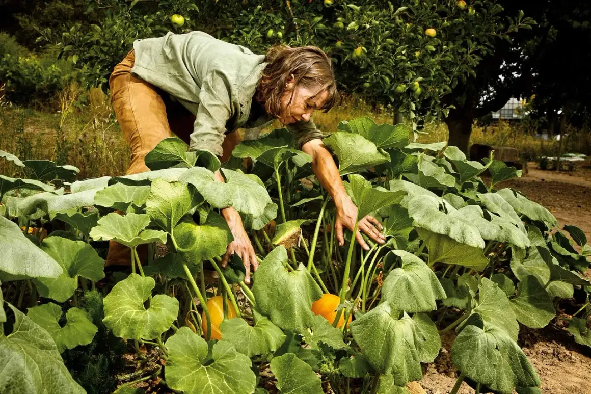 Frau erntet reife Hokkaido-Kürbisse zwischen üppigen, grünen Blättern im Garten.