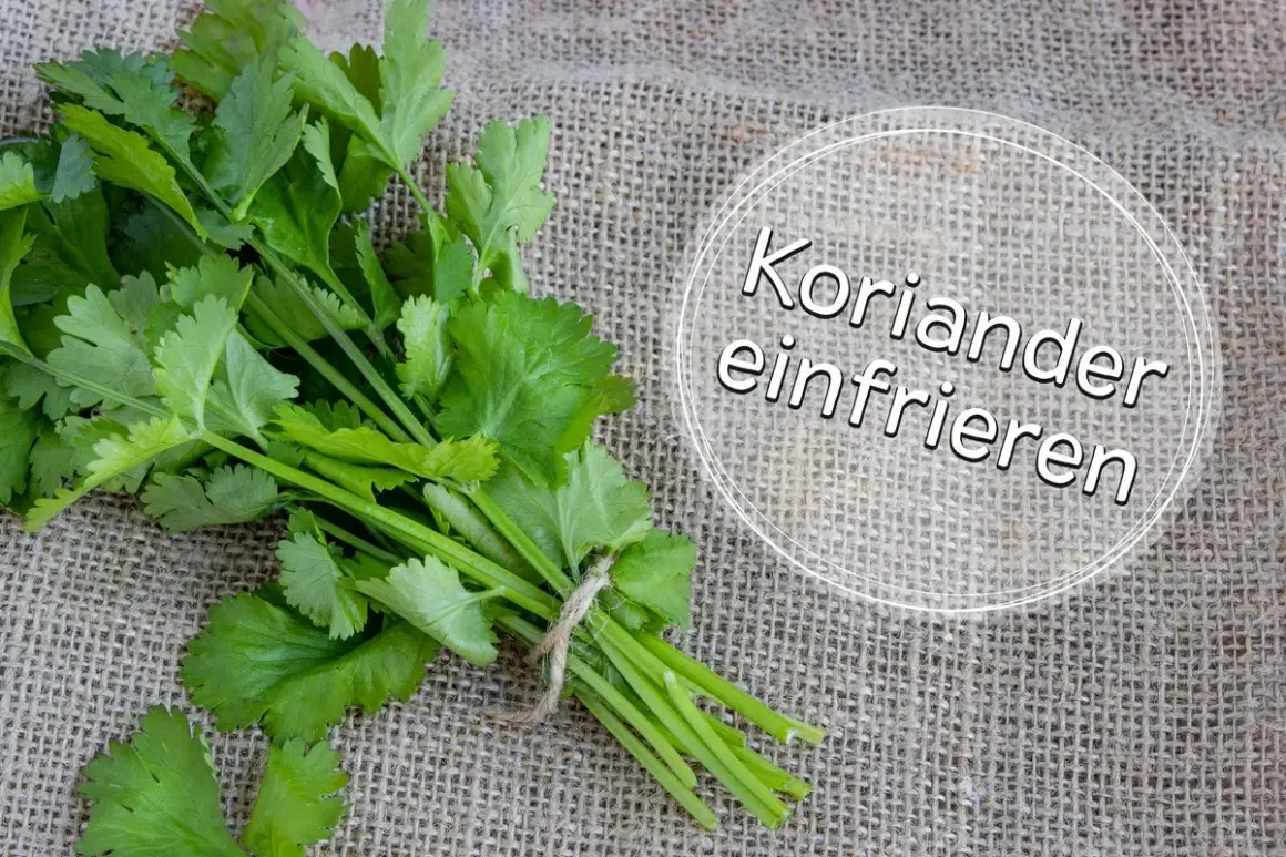Frischer Koriander, gebündelt und bereit zum Einfrieren. So bewahren Sie das Aroma für später.