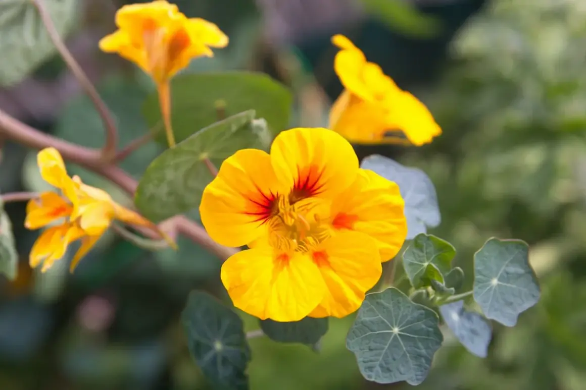 Leuchtend gelbe Kapuzinerkresse-Blüten mit roten Streifen, die sich an einem sonnigen Standort entfalten.