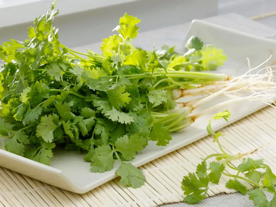 Frischer Koriander mit Wurzeln auf einem weißen Teller. Ideal für die Verwendung in der asiatischen Küche, Salsas oder als Garnitur.