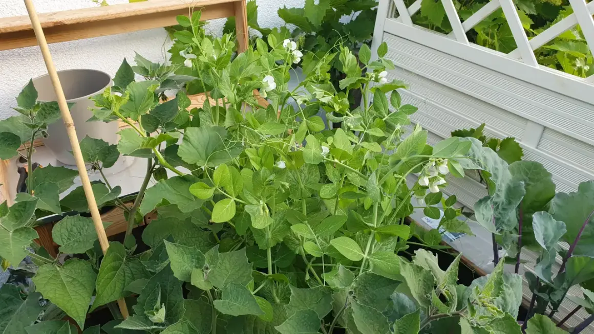 Zuckererbsen-Pflanzen mit weißen Blüten wachsen in einem Hochbeet. Der Standort ist sonnig und geschützt.