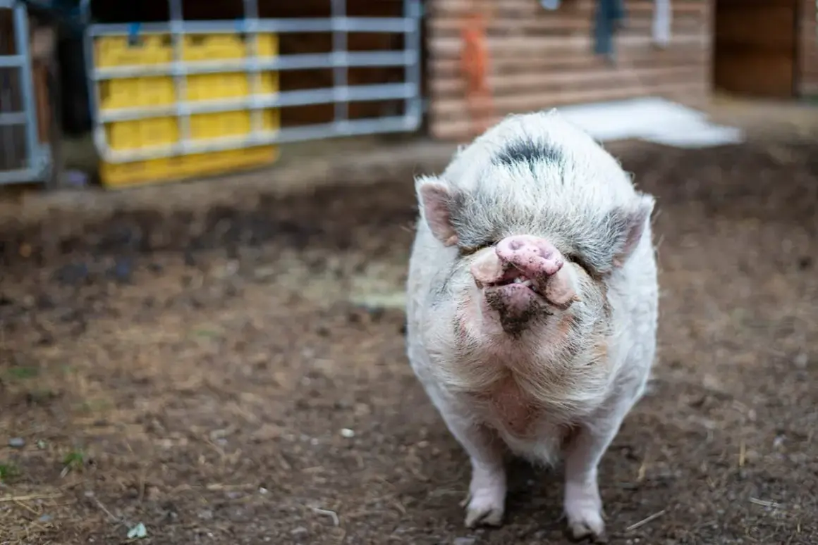 Ein süßes Schwein mit rosa Schnauze und struppigem Fell, das zeigt, wie schön es sein kann, **Schweine privat halten** zu können.