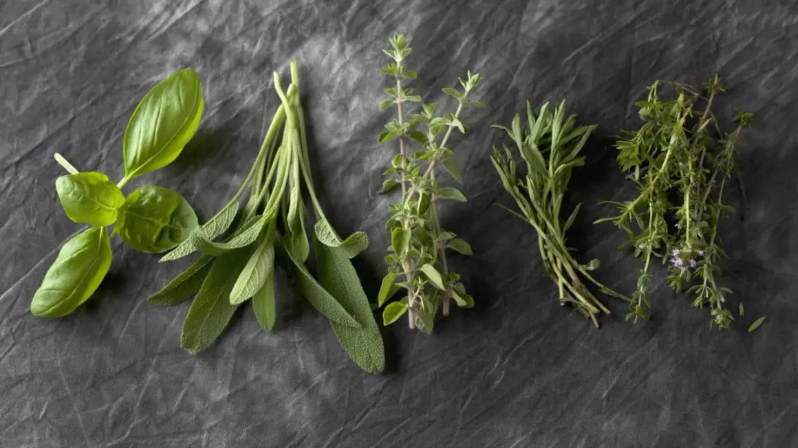 Frische Kräuter: Basilikum, Salbei, Majoran, Thymian und Oregano. Der Unterschied zwischen Thymian, Majoran und Oregano ist in ihren Blättern und Stängeln sichtbar.