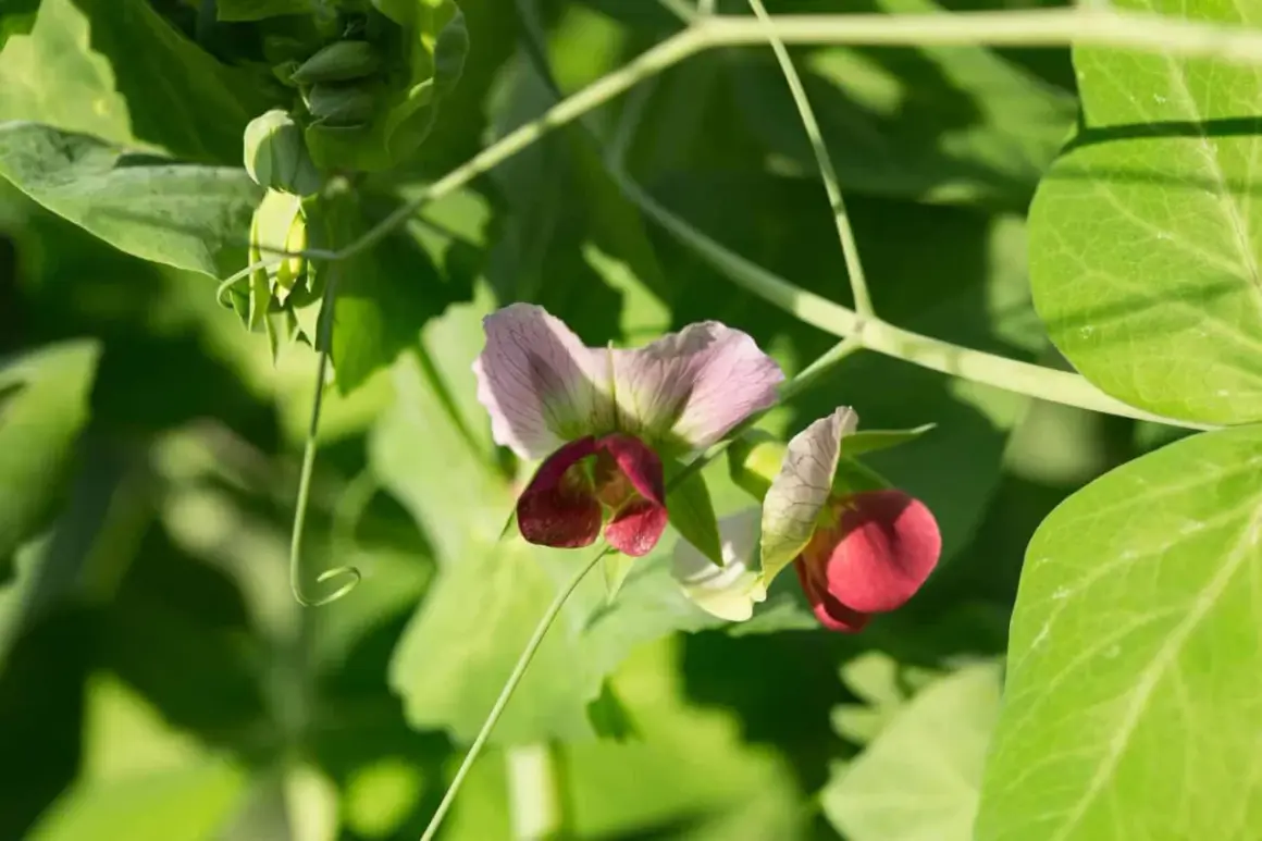 Zuckererbsenblüten in Rosa und Rot, umgeben von grünen Blättern. Manche Pflanzen sind eben schlechte Nachbarn für andere.