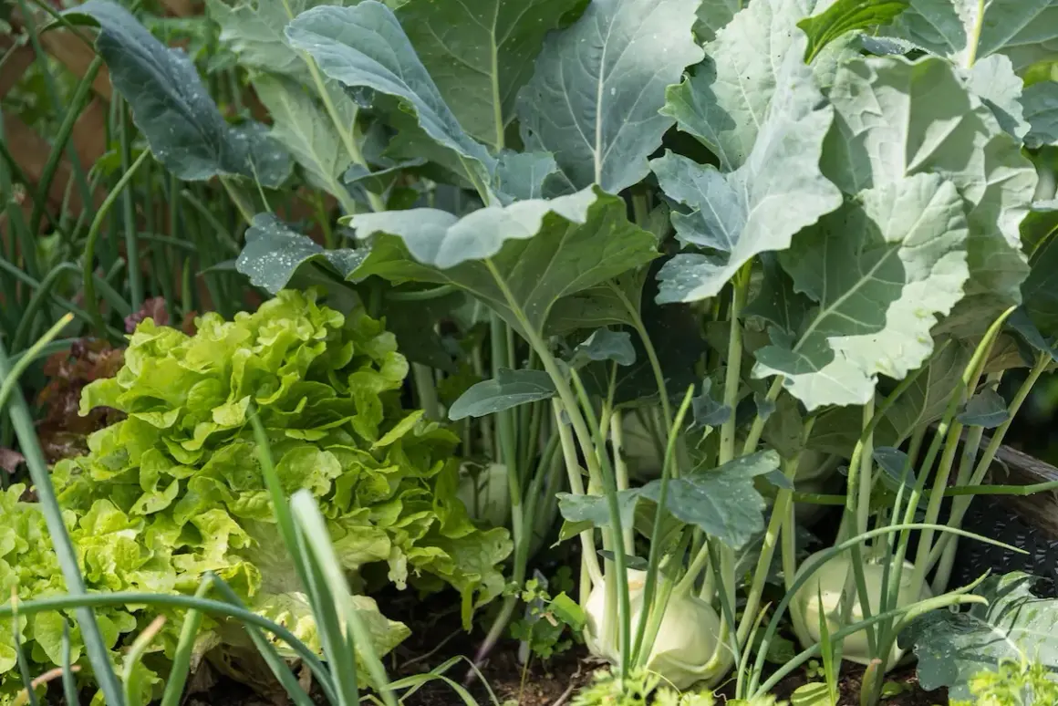 Ein bunter Gemüsegarten mit knackigem Salat, Kohlrabi und Lauch. Diese Mischkultur verspricht eine reiche Ernte.