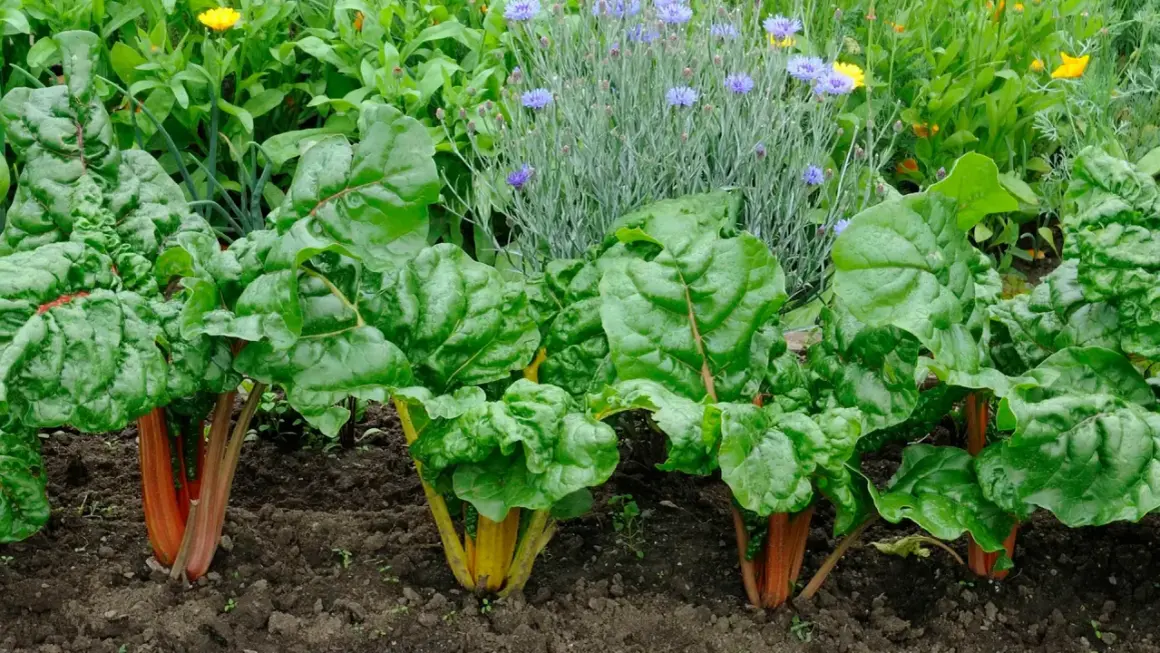 Reihe von bunten Mangold-Pflanzen mit roten und gelben Stielen, umgeben von grünen Blättern und blauen Kornblumen.
