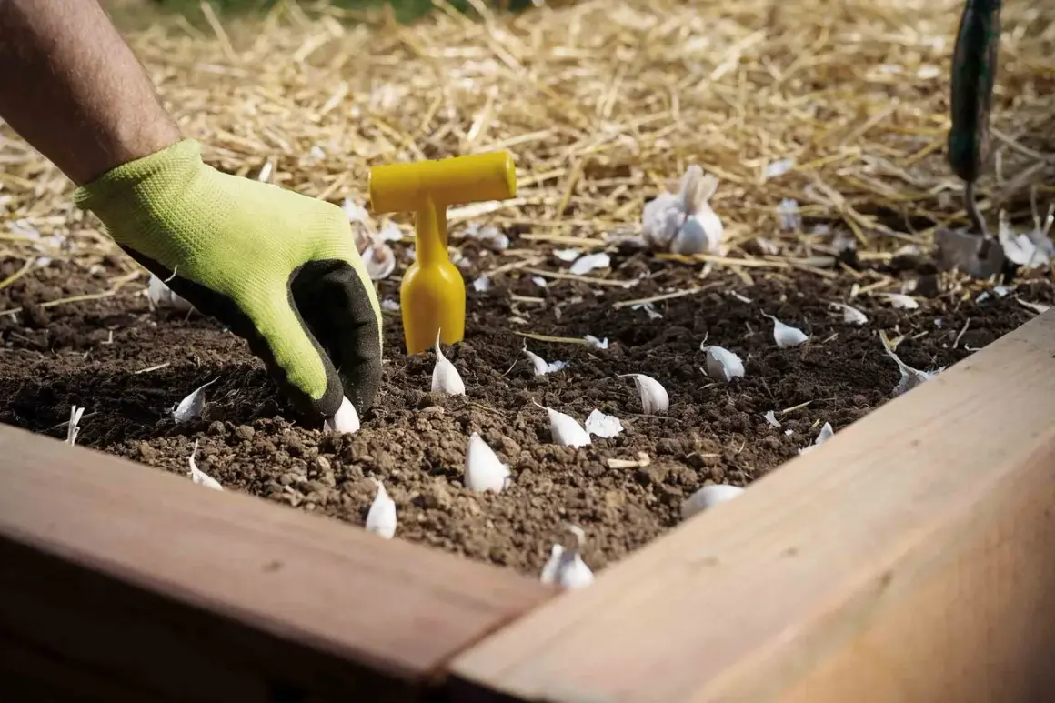 Gärtner setzt eine Knoblauchzehe in die Erde. Ein gelbes Werkzeug liegt daneben.