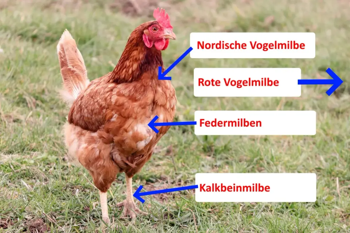 Braunes Huhn mit Pfeilen, die auf verschiedene Arten von Milben hinweisen, wie z.B. die rote Vogelmilbe, die das Huhn befallen kann.