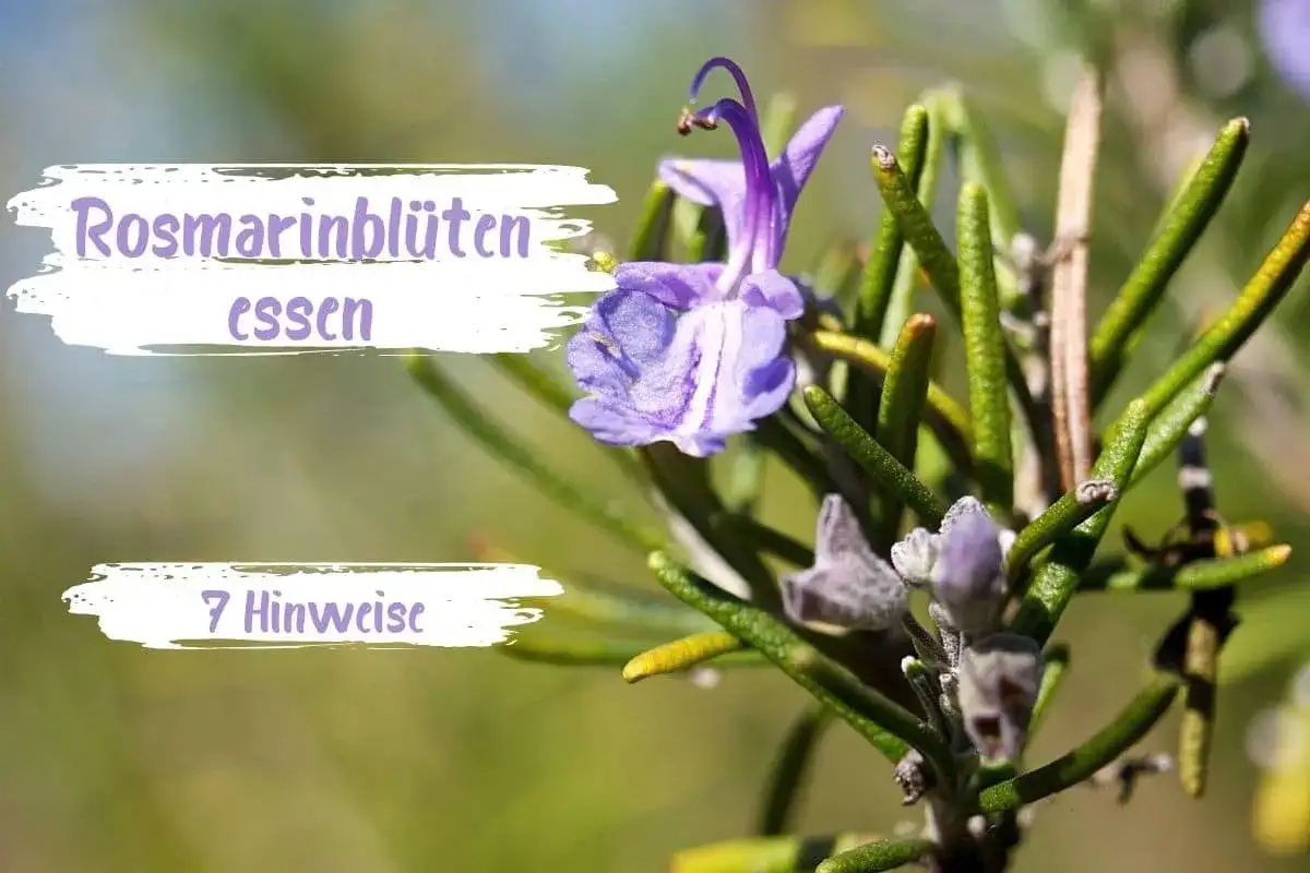 Kann man Rosmarin essen? Das sollten Sie wissen