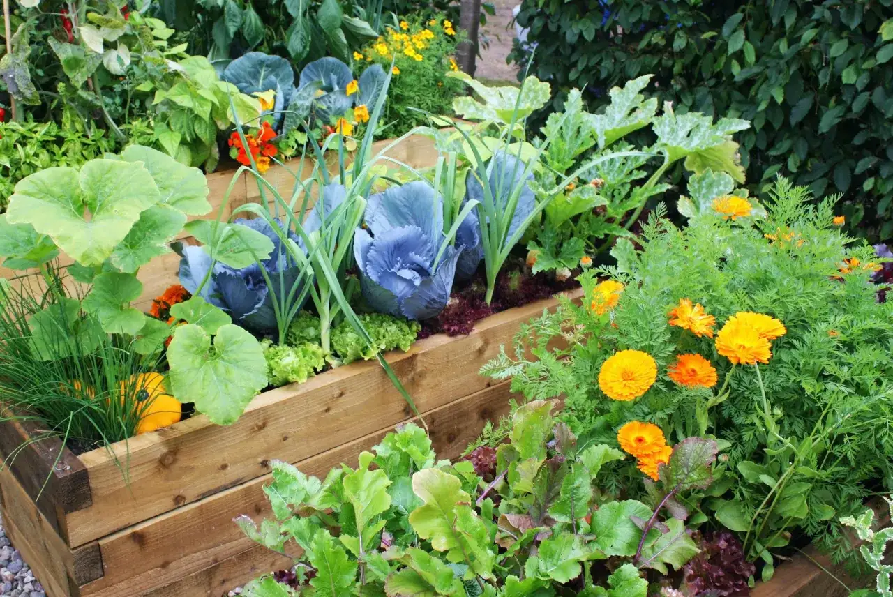 Ein bunter Hochbeet-Garten mit Kohl, Salat, Kürbis und leuchtenden Ringelblumen. Hier wachsen dill gute Nachbarn Seite an Seite.