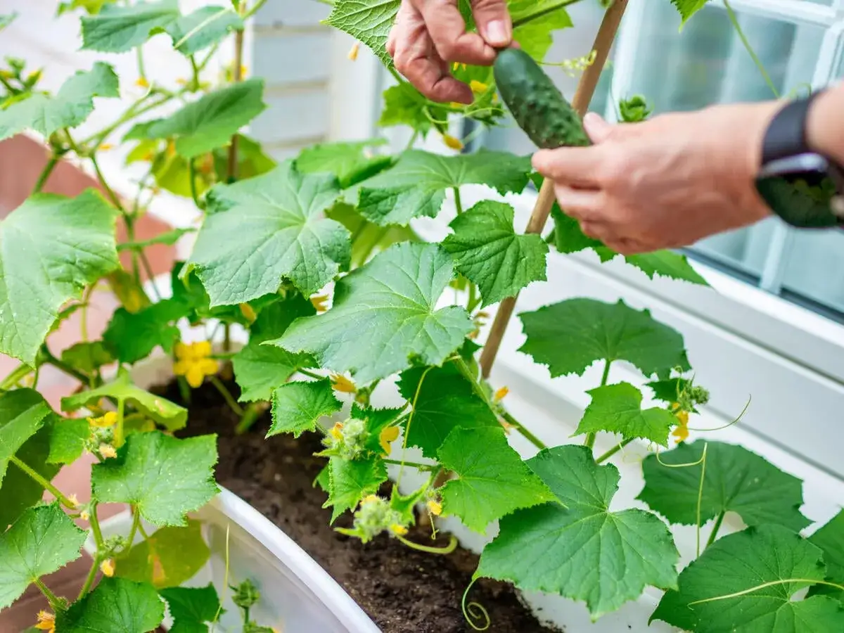 Hände ernten eine kleine Gurke von einer Pflanze im Topf. Grüne Blätter und gelbe Blüten sind sichtbar.