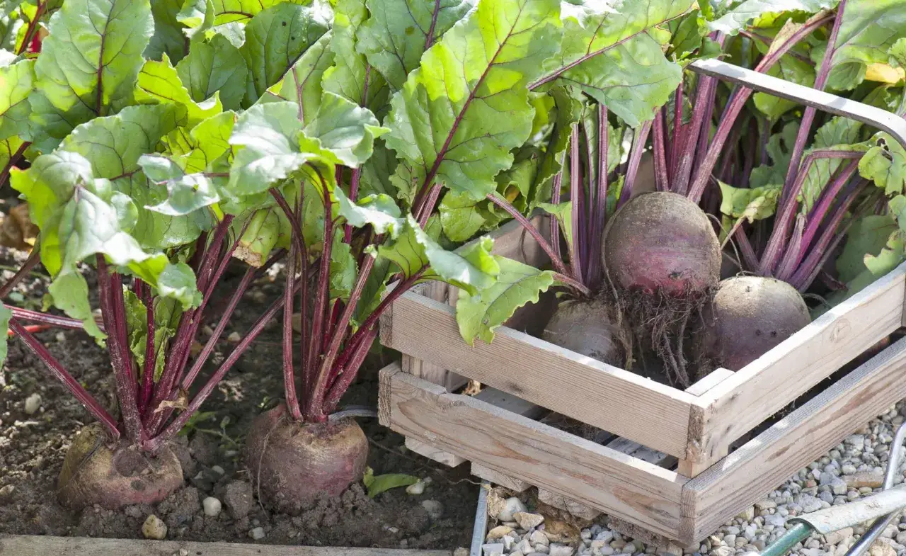 Frisch geerntete rote Bete mit grünen Blättern, einige im Beet, andere in einer Holzkiste.