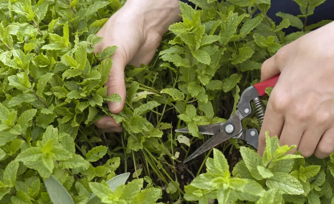 Hände schneiden mit einer Gartenschere frische Minze. Die grünen Blätter duften herrlich.