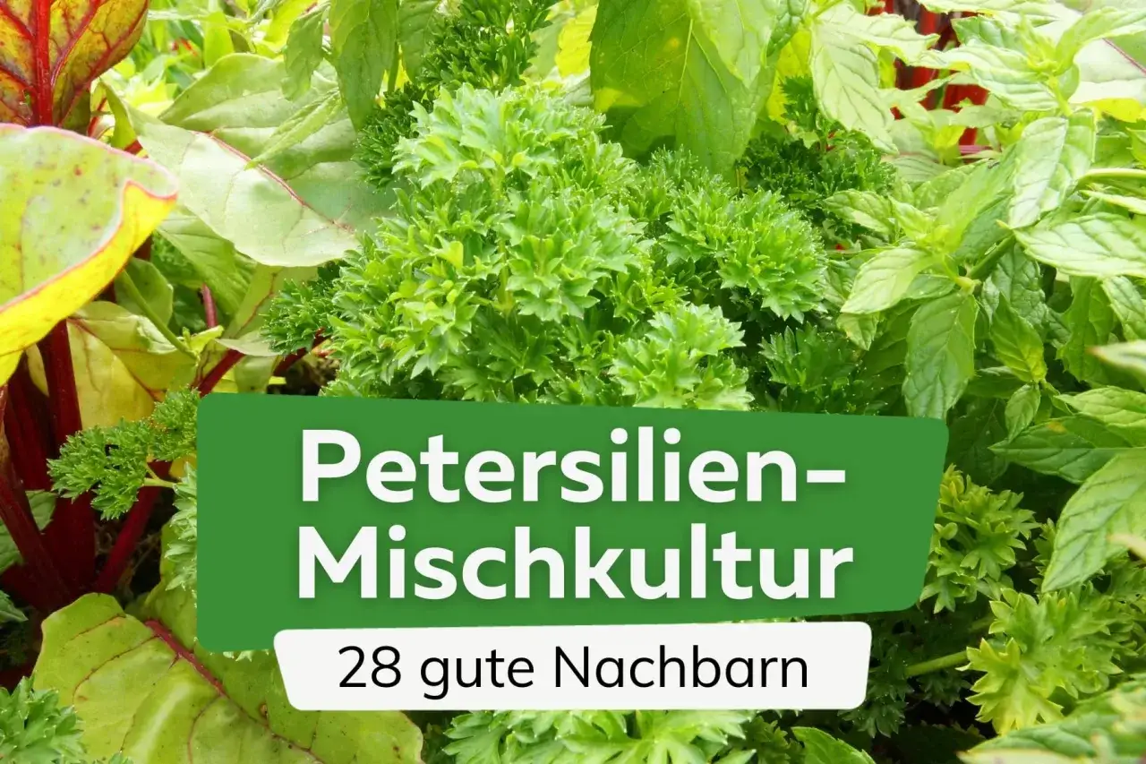 Petersilie und ihre guten Nachbarn im Kräuterbeet. Bunte Blätter und frische Kräuter wachsen dicht beieinander.