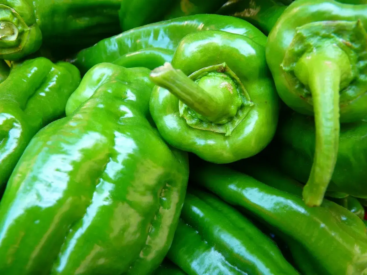 Ein Haufen glänzender grüner Paprika, bereit für die Ernte. Wann Paprika ernten? Wenn sie so frisch und knackig aussehen!