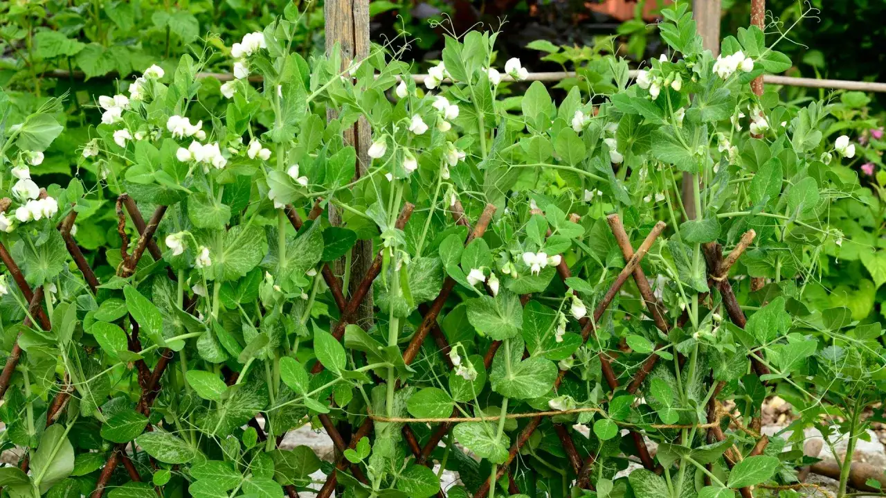 Zuckererbsen ranken üppig an einem Holzgitter. Sie sind keine schlechten Nachbarn, sondern eine Bereicherung für jeden Garten.