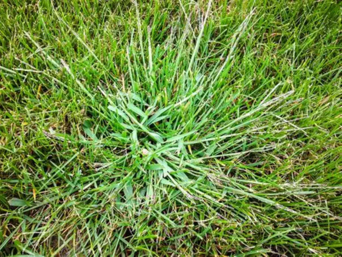 Ein dichter Büschel Unkraut im Garten wächst mitten im grünen Rasen und breitet sich aus.