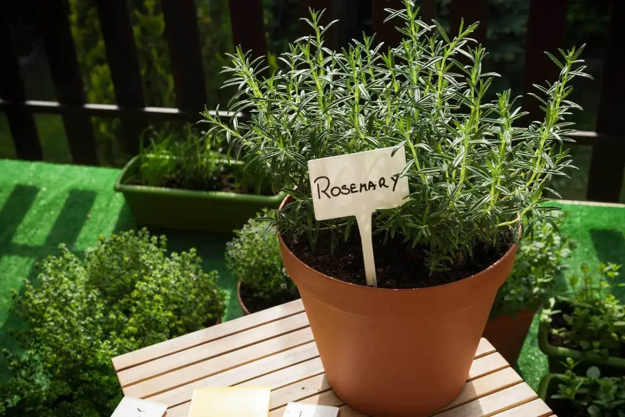 Ein üppiger Rosmarin im Topf, bereit zum Kochen. Daneben wachsen Thymian und andere Kräuter auf einer grünen Terrasse.