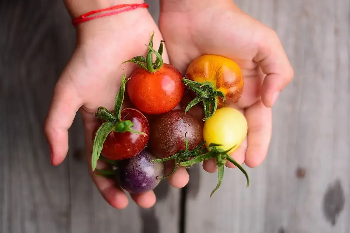 Hände halten bunte, ertragreiche Tomatensorten: rot, gelb, braun, lila und orange.
