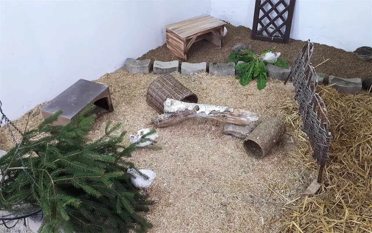Kleine Wachteln halten sich in einem Gehege mit Holzspänen, Stroh und Ästen auf. Sie erkunden ihre Umgebung.