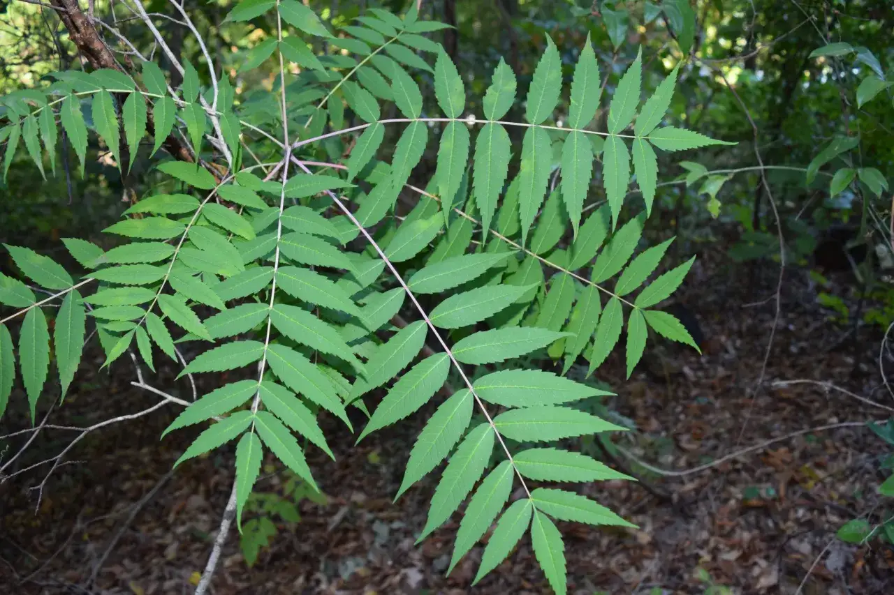Grüne, gefiederte Blätter eines sumach giftig Baumes im Wald. Vorsicht beim Berühren!