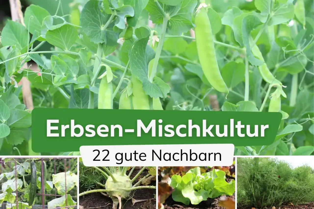 Erbsen-Mischkultur: Erbsen sind gute Nachbarn für Gurken, Kohlrabi, Salat und Fenchel.