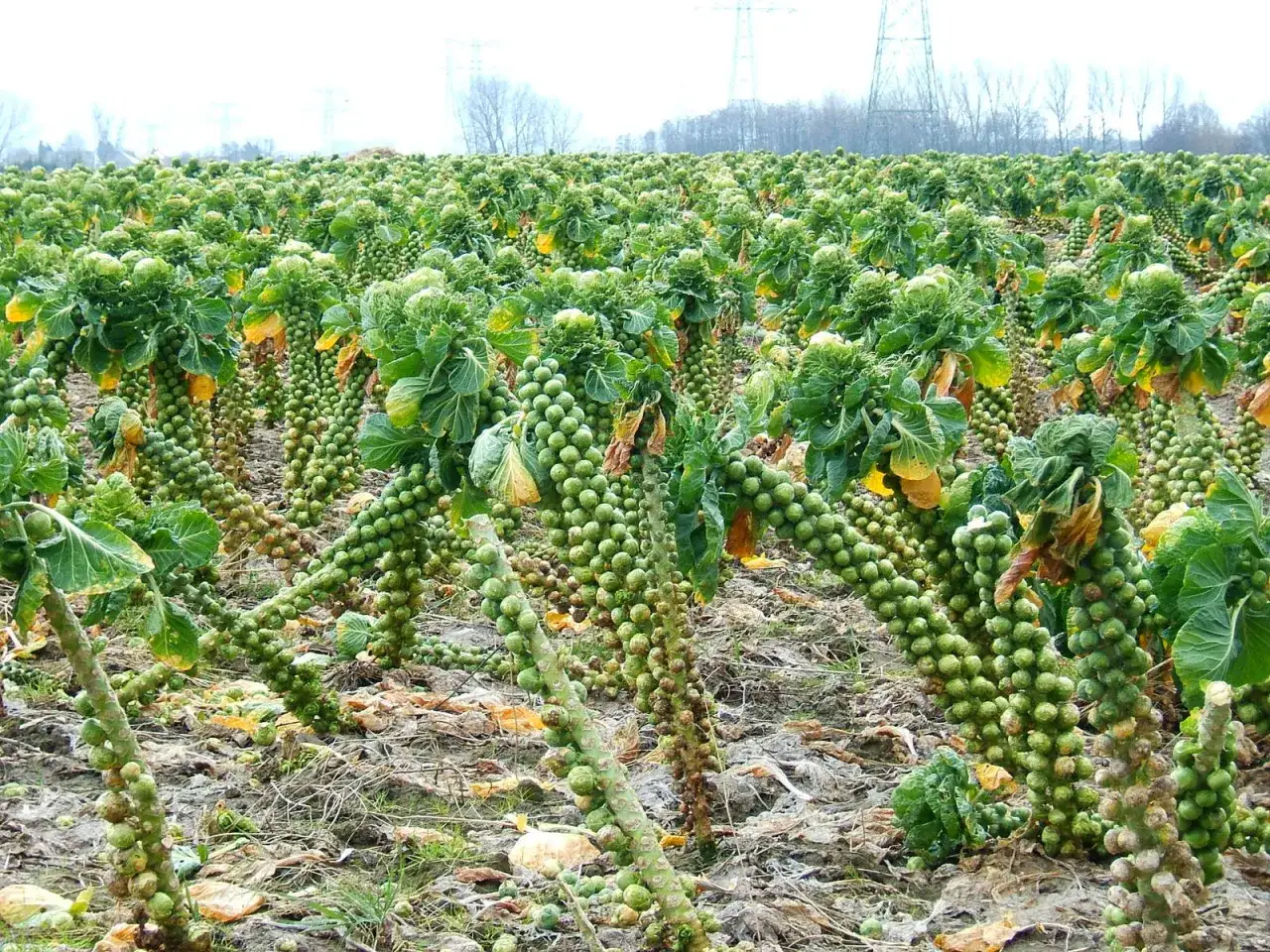 Ein Feld voller reifer Rosenkohlpflanzen, die bereit zur Ernte sind. Die kleinen grünen Röschen reihen sich dicht an den Stielen.
