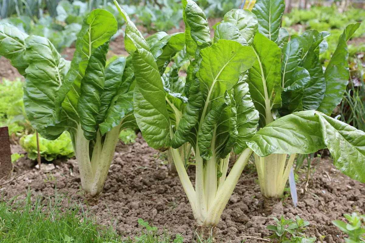 Grüne, voluminöse Blätter einer Mangold-Pflanze wachsen im Garten.