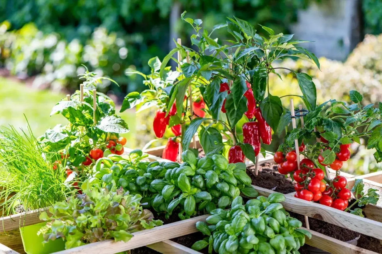 Gute Nachbarn im Hochbeet: Rote Paprika reifen neben Tomaten, Basilikum und Salat.