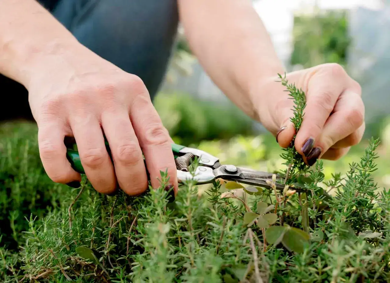 Hände schneiden mit einer Gartenschere frische Thymian-Zweige. Die Ernte für Kräutertee oder zum Kochen ist im vollen Gange.