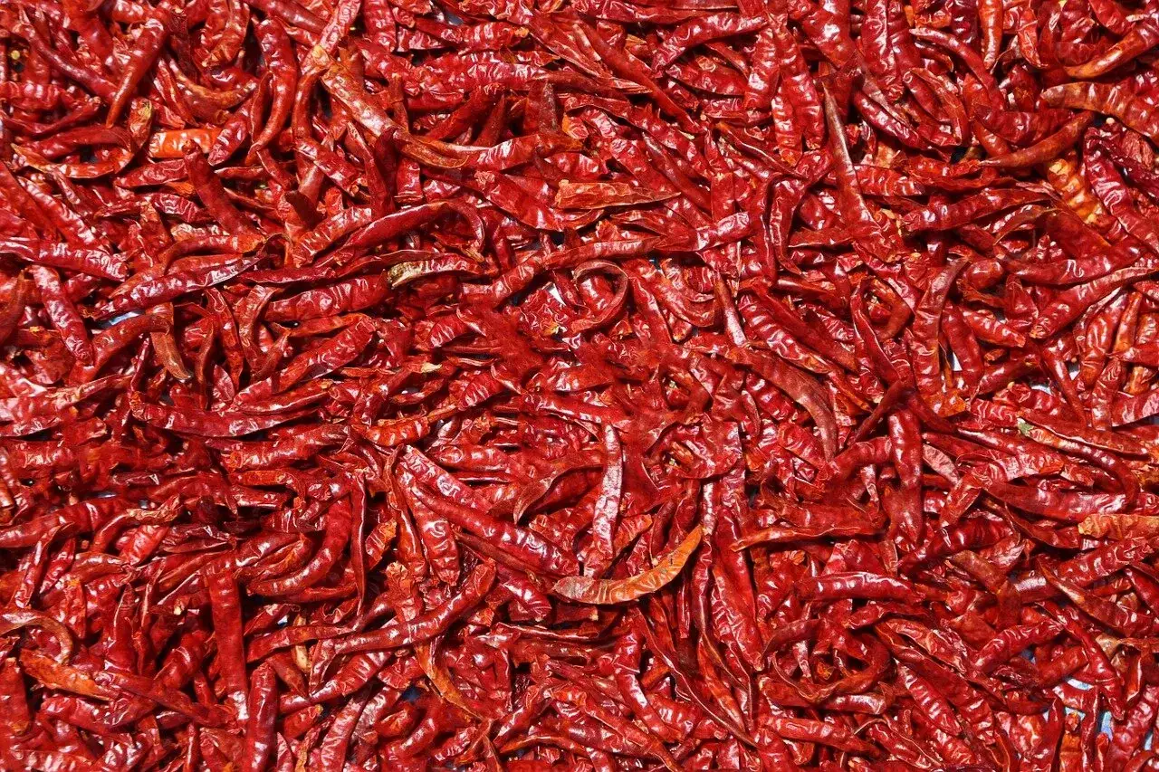 Ein Berg getrockneter, roter Chilis, bereit zum Verarbeiten. Perfekt für scharfe Saucen oder Gewürzmischungen.