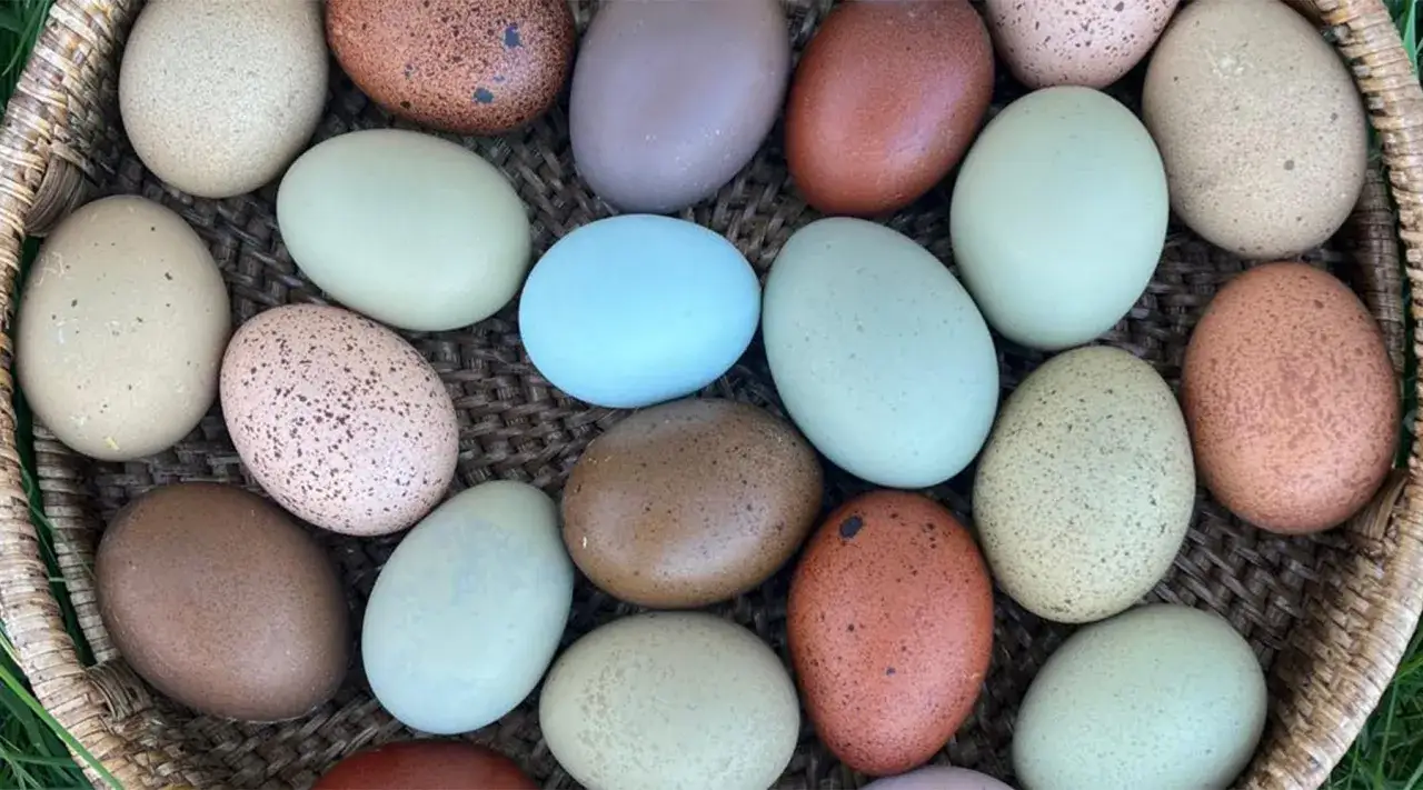 Ein Korb voller bunter Eier, von hellblau bis braun. Welches Huhn legt lila Eier? Hier sind sie, in allen Farben!