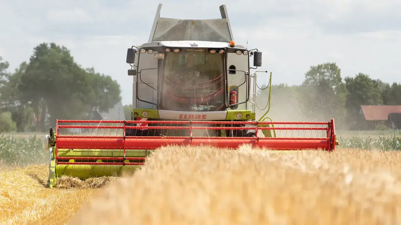 Ein M&auml;hdrescher erntet Roggen. Die Roggen-Erntezeit ist in vollem Gange, Staub wirbelt auf, w&auml;hrend die Maschine durch das goldene Feld f&auml;hrt.