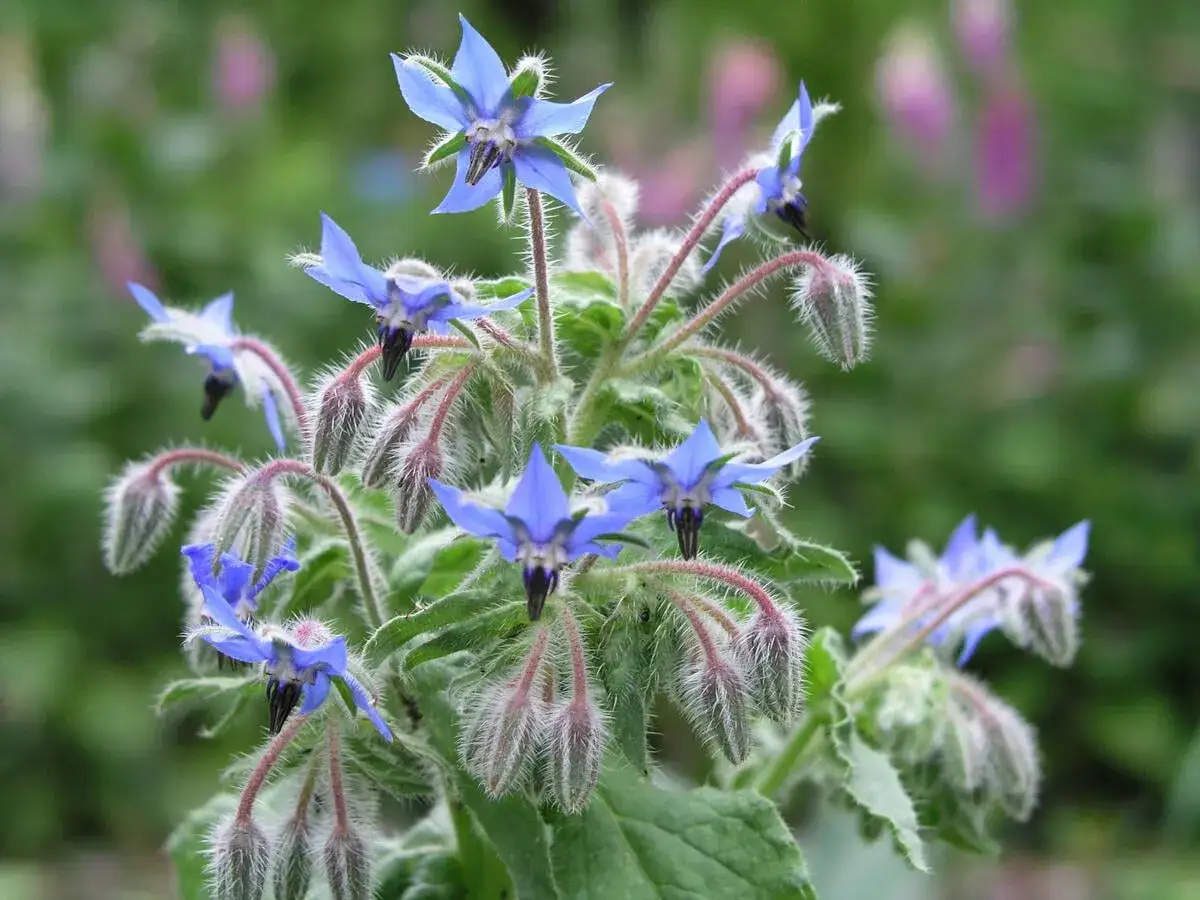 Blaue Borretschblüten mit behaarten Stielen und Knospen. Der ideale borretsch standort ist sonnig bis halbschattig.