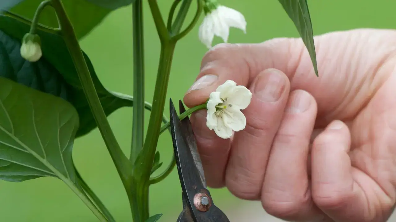 Eine Hand schneidet mit einer Schere eine Blüte von Paprikapflanzen ab. Das Ausgeizen fördert das Wachstum.