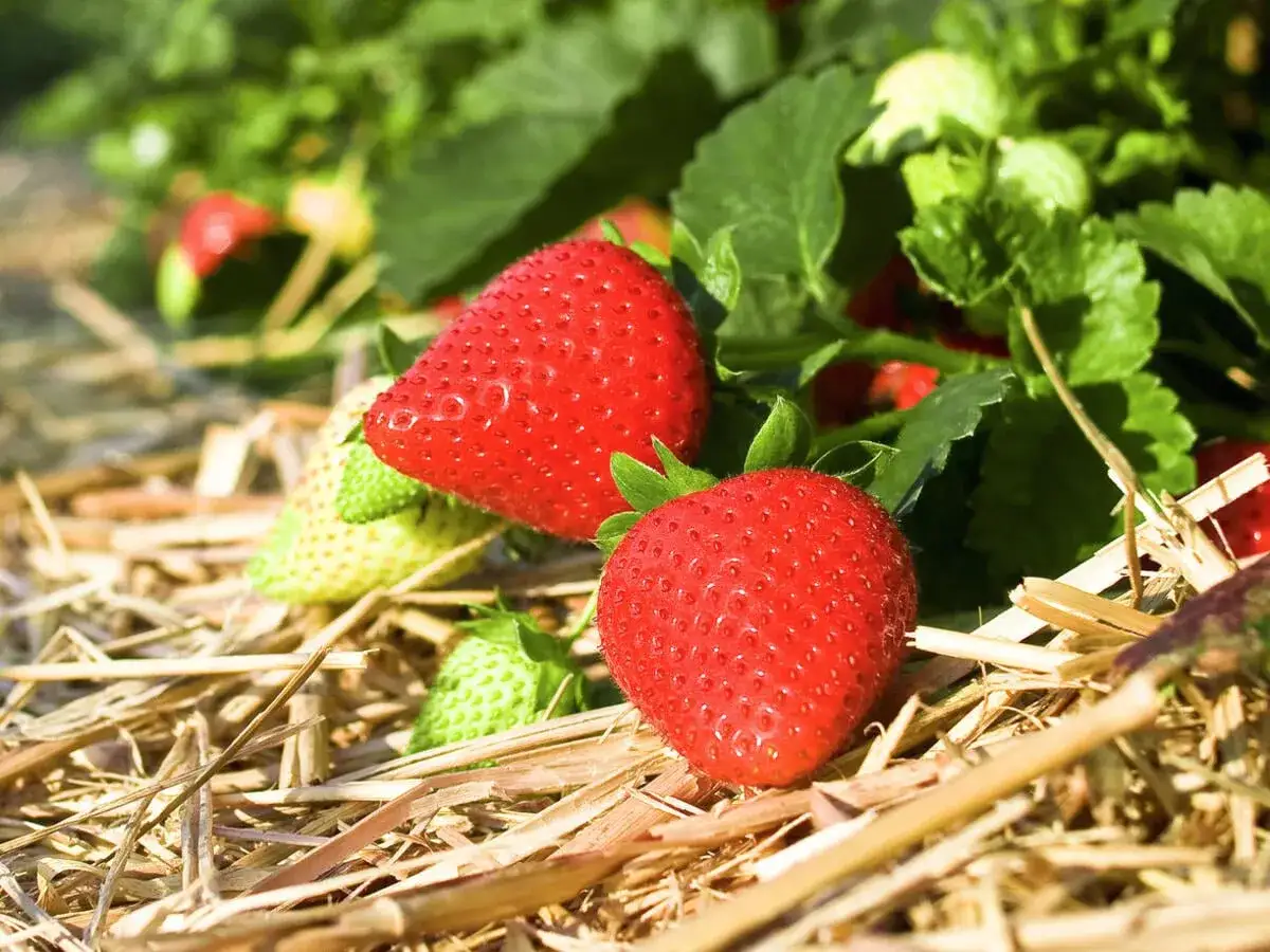 Reife und grüne Erdbeeren liegen auf Stroh. Die sorgfältige Pflege der Erdbeerpflanzen zeigt sich in den saftigen Früchten.