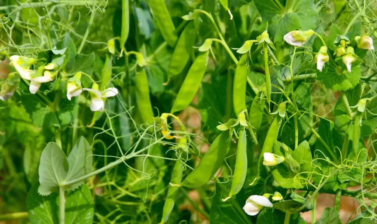 Grüne Schoten und zarte weiße Blüten an einer Erbsenpflanze. Bald ist Zeit, die zuckererbsen zu ernten.