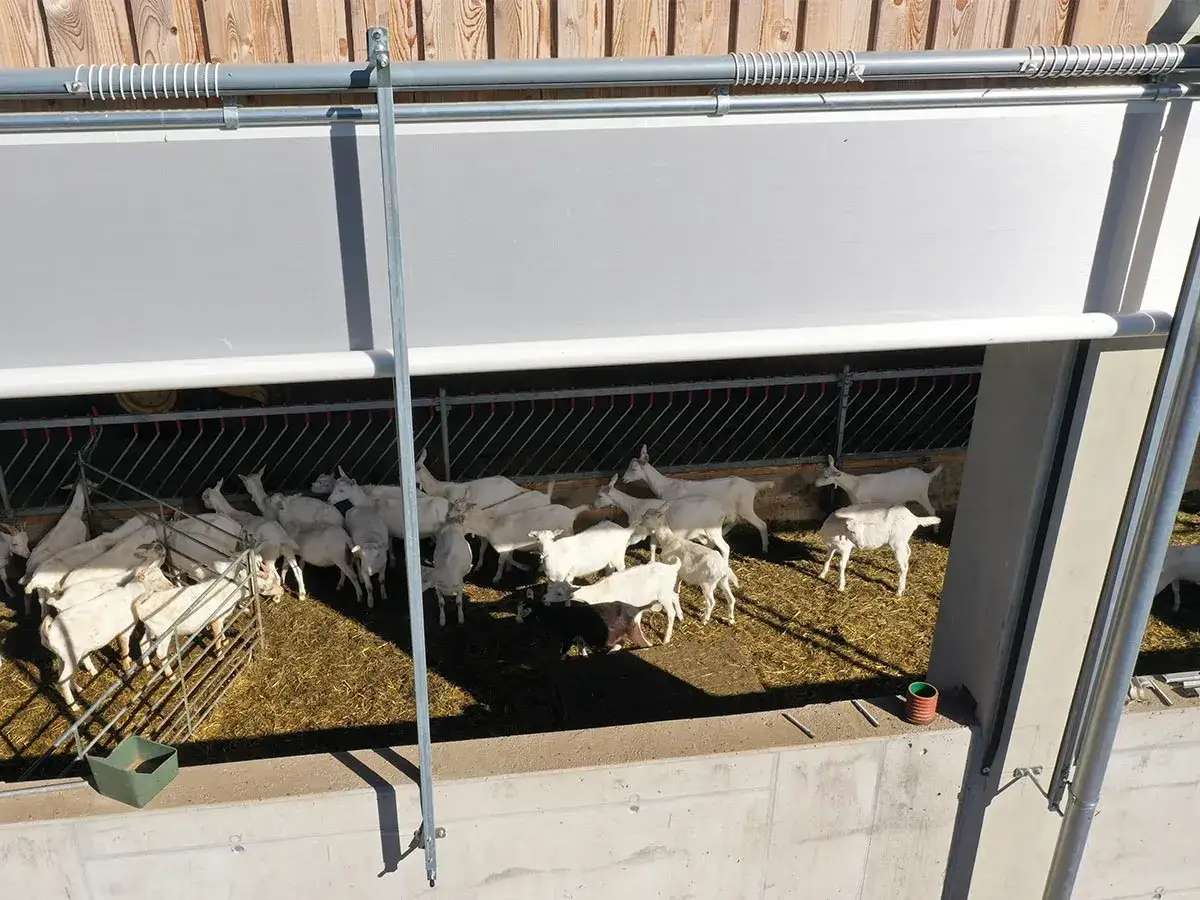 Eine Gruppe weißer Zwergziegen als Haustier genießt das Stroh im Stall.