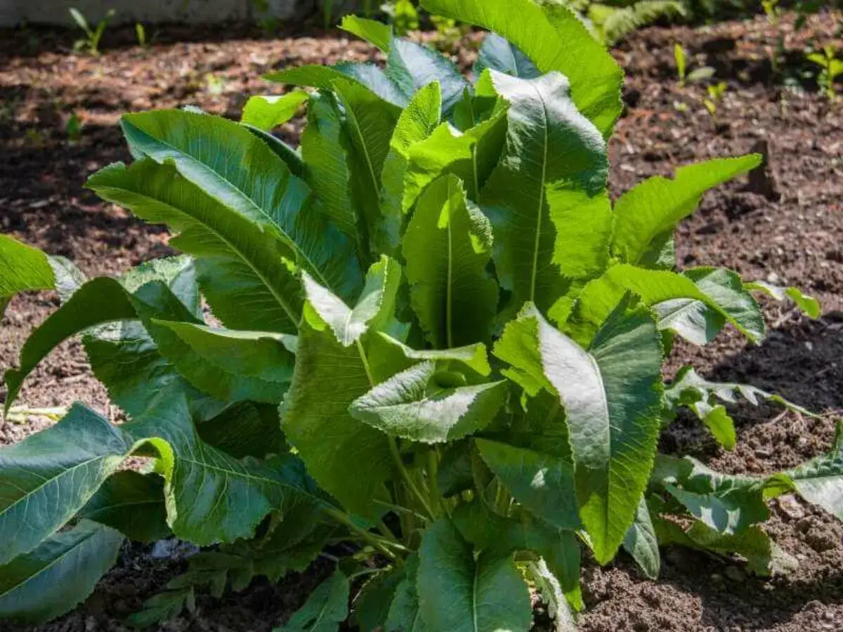 Grüne, kräftige Blätter von Meerrettichpflanzen wachsen im Garten.