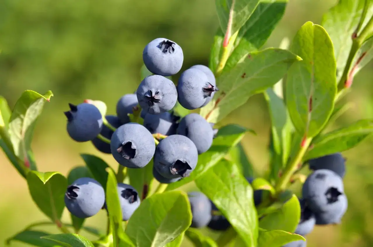 Reife Blaubeeren hängen an einem Strauch. Der ideale blaubeeren standort ist sonnig und geschützt.
