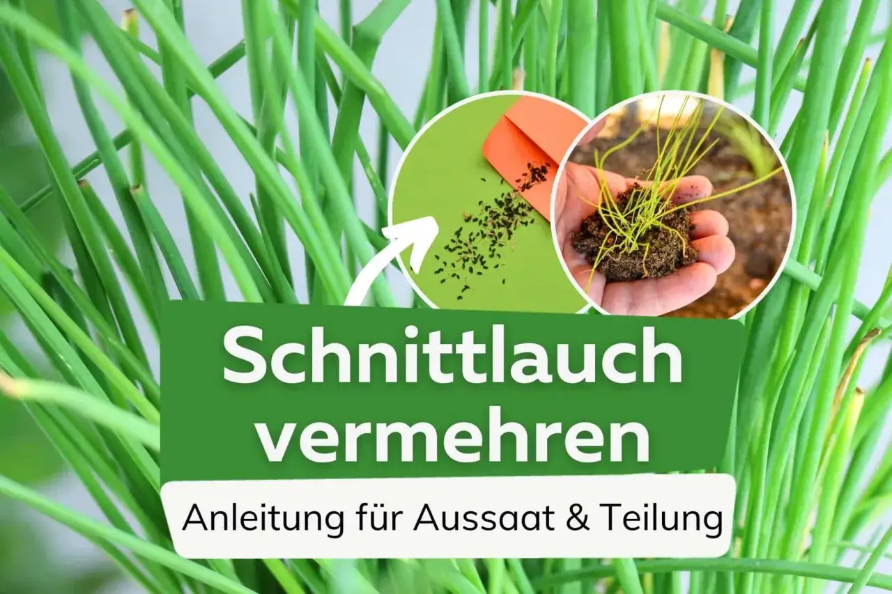 Schnittlauch vermehren: Samen aus einer Tüte werden auf Erde gestreut, daneben eine Hand mit einem Wurzelballen. Anleitung für Aussaat & Teilung.