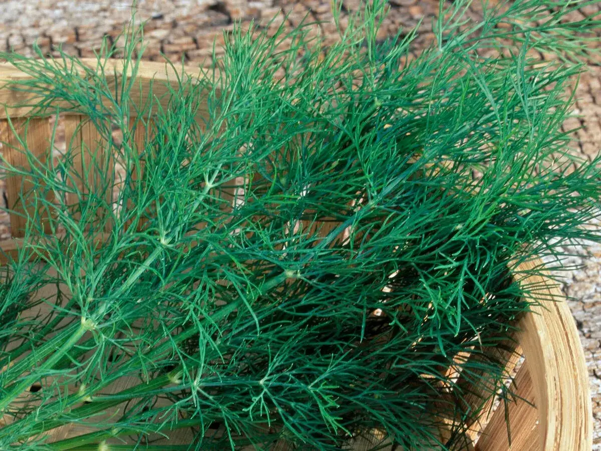 Frischer Dill in einem Holzkörbchen. So schneidet man Dill: die feinen grünen Zweige sind bereit für die Küche.