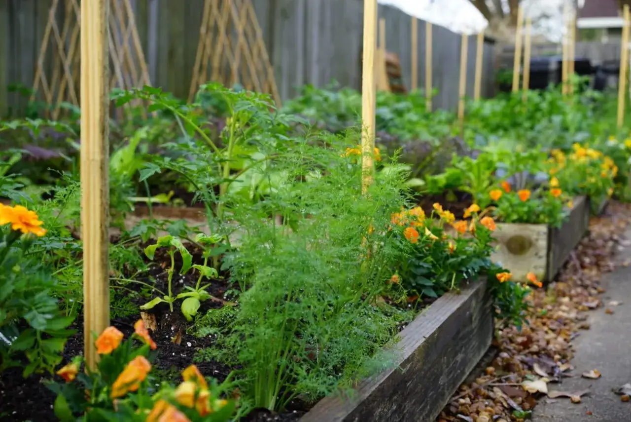 Frischer Dill wächst im Garten. Gut für die Gesundheit, besonders bei Dill in der Schwangerschaft.