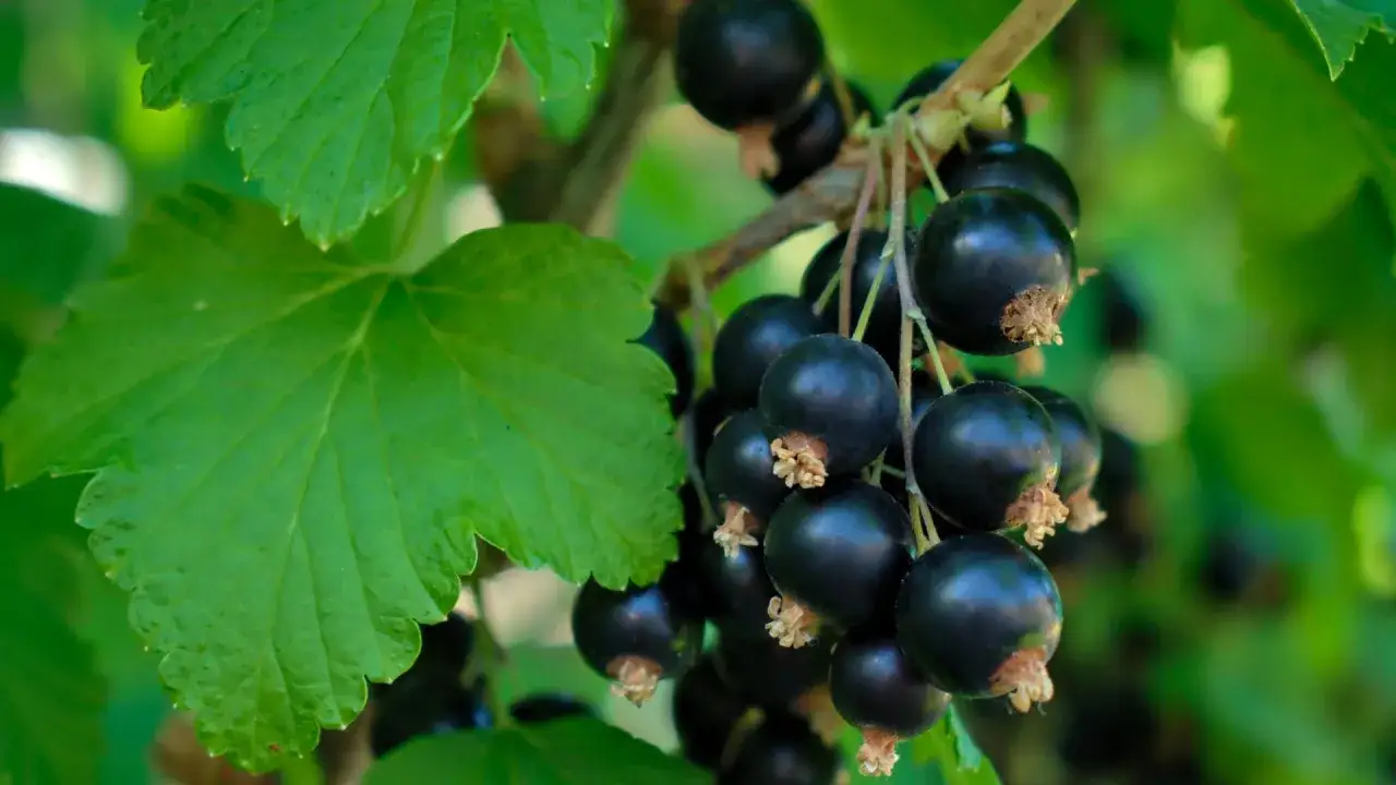 Reife schwarze Johannisbeeren hängen an einem Strauch. Der ideale Johannisbeere Standort ist sonnig bis halbschattig.