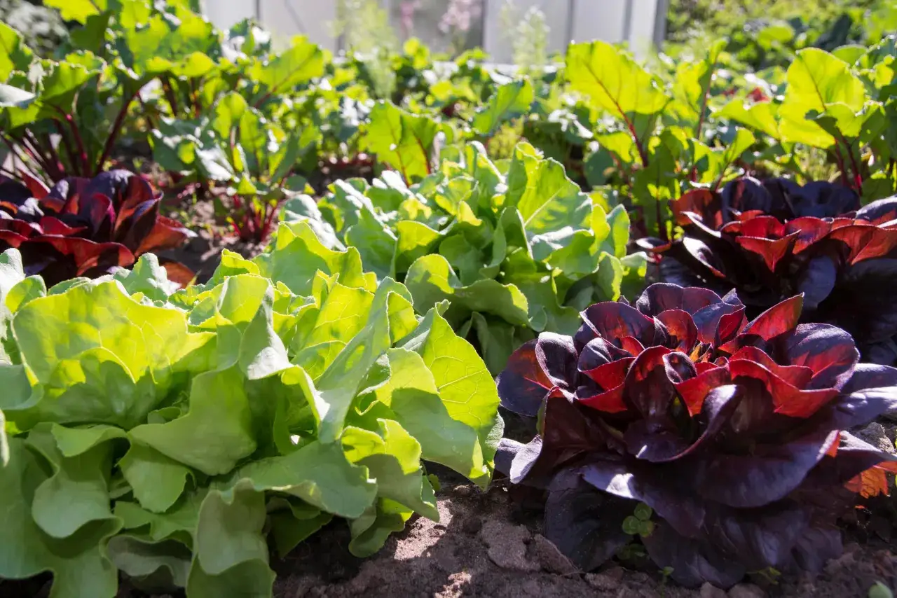 Frischer Salat in Rot und Grün wächst im Hochbeet. Ab wann salat pflanzen hochbeet? Frühling ist die beste Zeit!